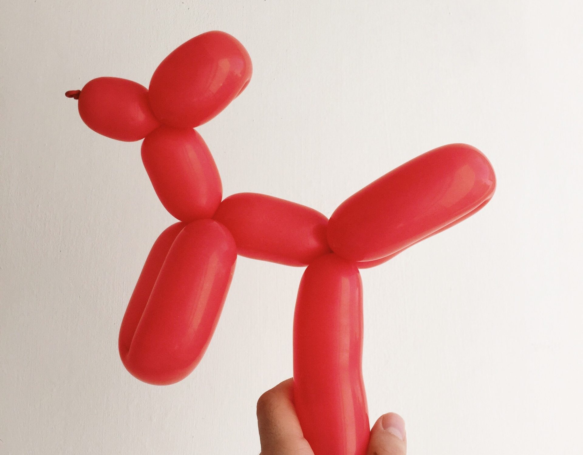 Dog Dog